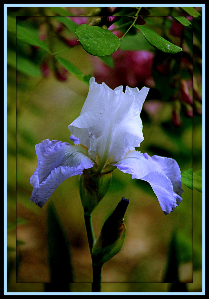 Blue Iris by vernabeth