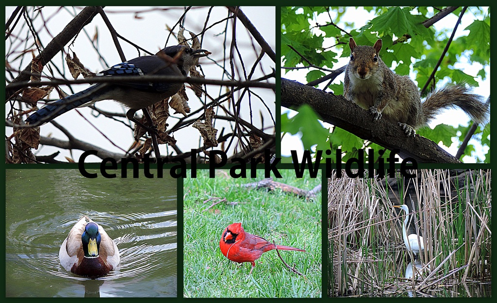 Central Park wildlife by homeschoolmom