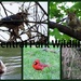 Central Park wildlife by homeschoolmom