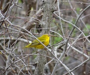 27th Apr 2014 - Yellow Warbler