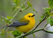 1st May 2014 - Prothonotary Warbler