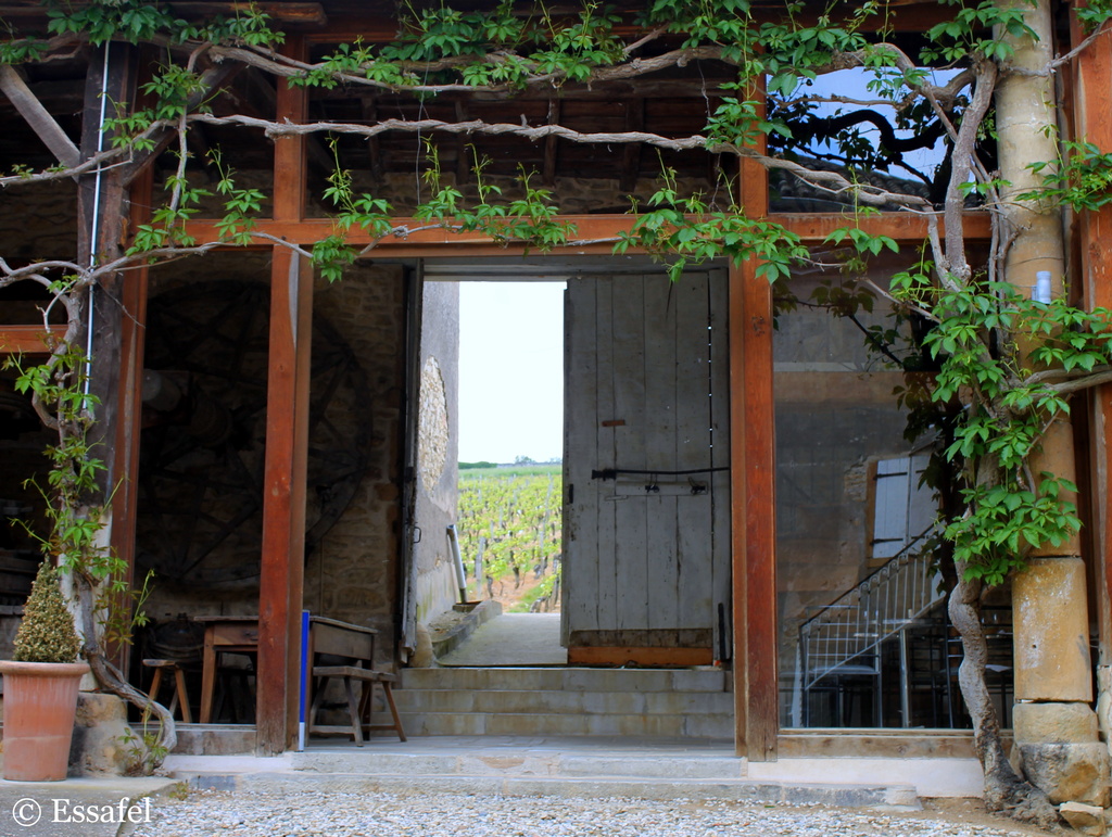 20140429 Domaine de la Logère vineyard, Beaujolais, France by essafel
