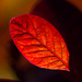 3rd May 2014 - red leaf (Cotinus) by pamknowler
