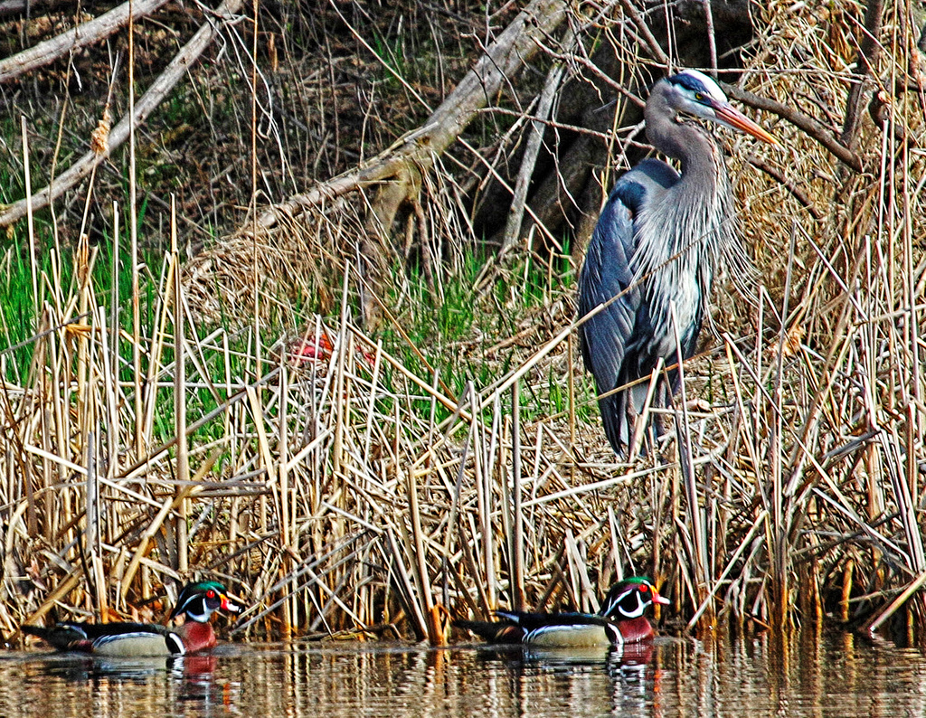 Heron and Wood Ducks by tosee