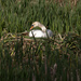 Sitting swan - 3-05 by barrowlane