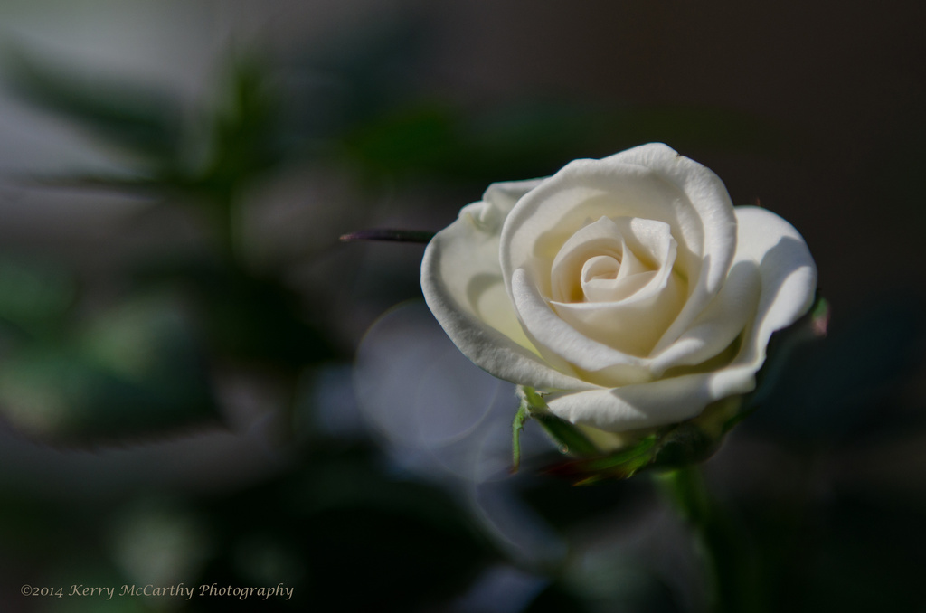 Last of the Roses by mccarth1