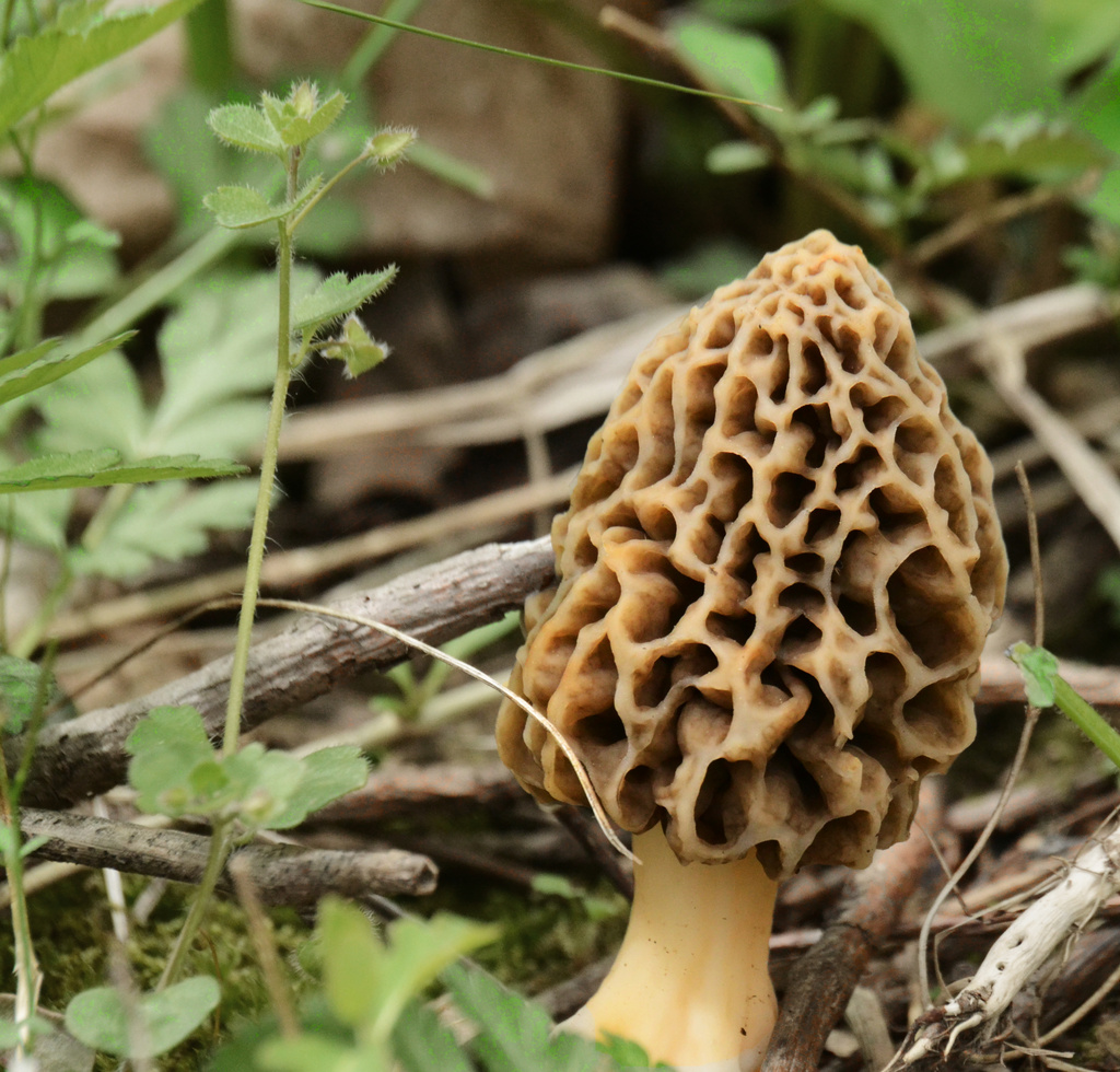 edible fungus by francoise