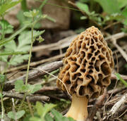 3rd May 2014 - edible fungus