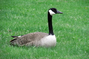 30th Apr 2014 - Lonely Goose