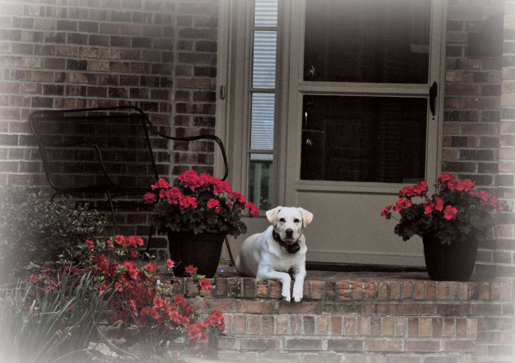 Precious Pooch on a Porch  by alophoto