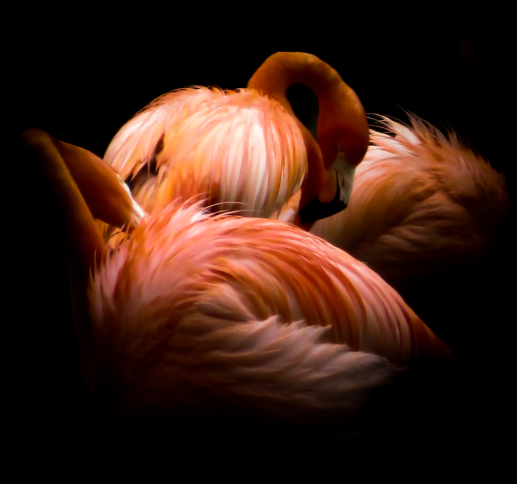 Flamingo Fantasy by darylo