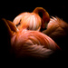 Flamingo Fantasy by darylo