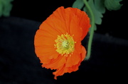 3rd May 2014 - Orange Poppy