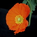 Orange Poppy by jankoos