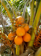 4th May 2014 - Palm Fruit