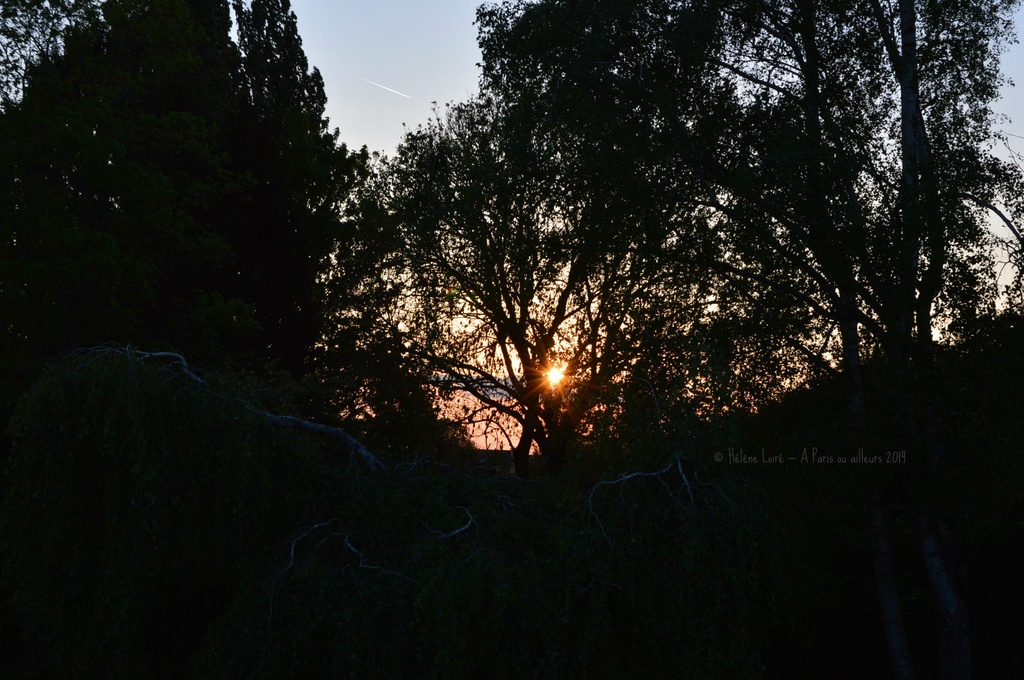 sunset thru the trees by parisouailleurs