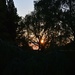 sunset thru the trees by parisouailleurs