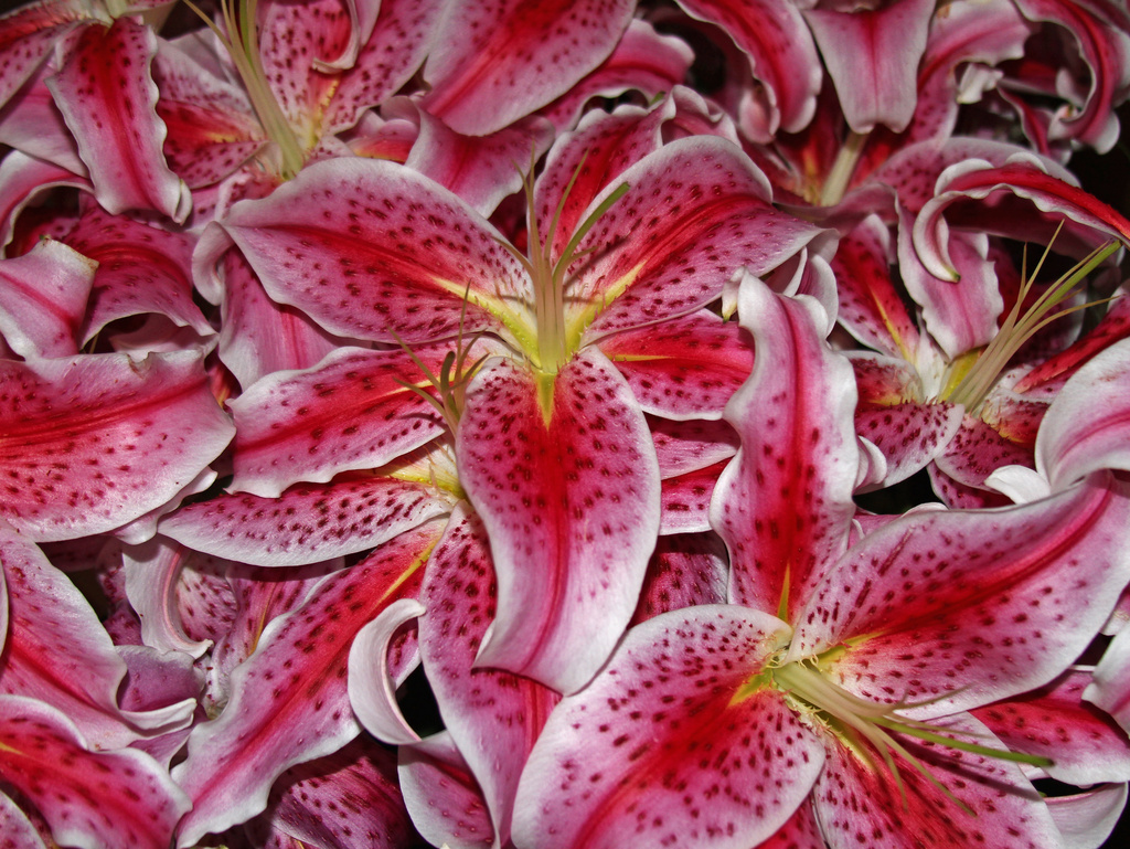 A riot of lilies by angelar