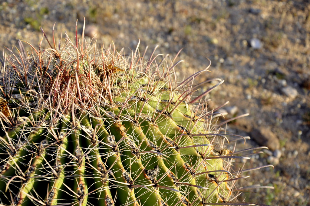 Arizona Cactus by stownsend