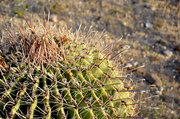 27th Mar 2014 - Arizona Cactus