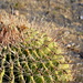Arizona Cactus by stownsend