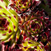 4th May 2014 - Succulent by pamknowler