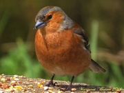 4th May 2014 - Male Chaffinch