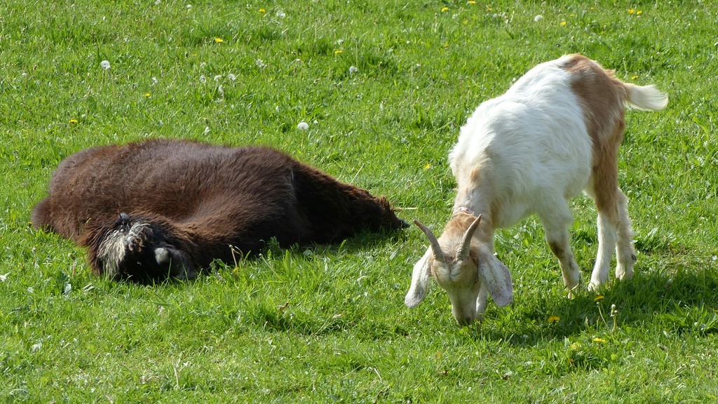 Lazy Llama and a Grazing Goat by mattjcuk