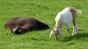 4th May 2014 - Lazy Llama and a Grazing Goat