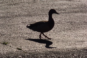 4th May 2014 - Why Did The Duck Cross The Road?