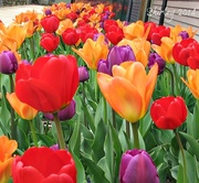 3rd May 2014 - tulip time