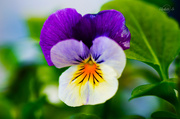 4th May 2014 - Viola tricolor