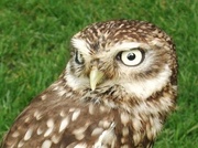 4th May 2014 - Little Owl?