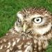 Little Owl? by fishers