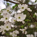 Dogwood Blossoms by stownsend