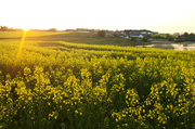 28th Apr 2014 - Canola Field at Sunset