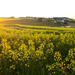 Canola Field at Sunset by lily
