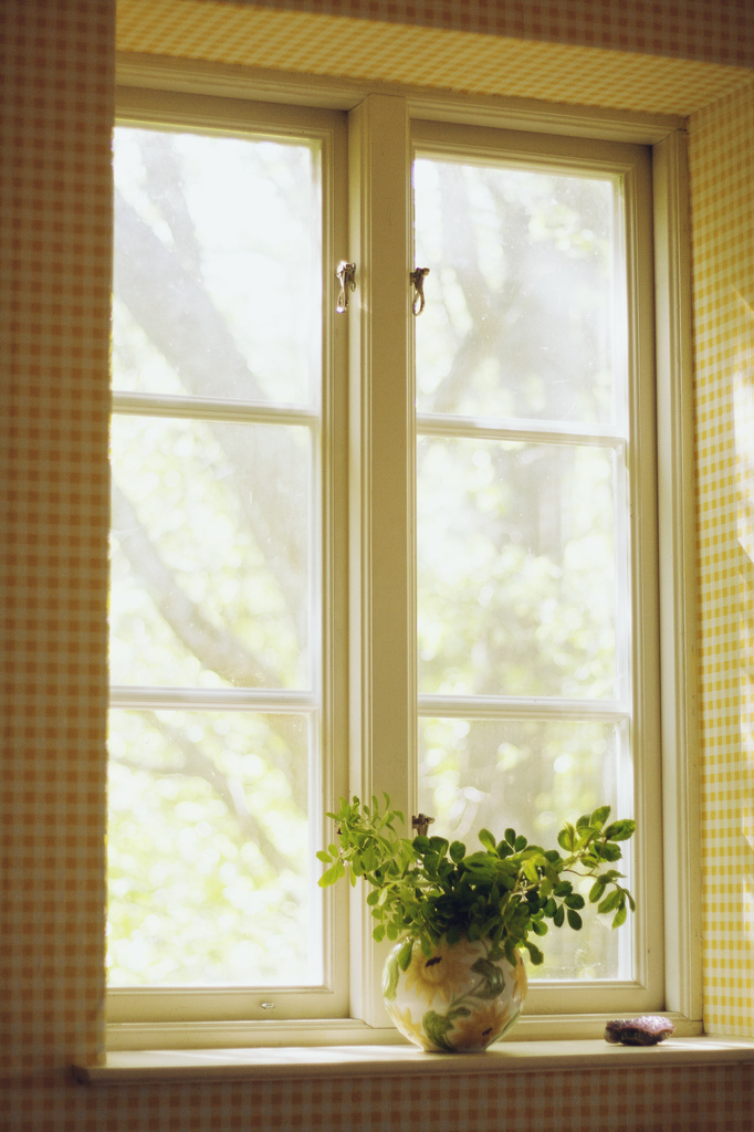 Spring window by lily