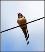 4th May 2014 - First swallow
