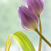 Tulips IX  by leonbuys83