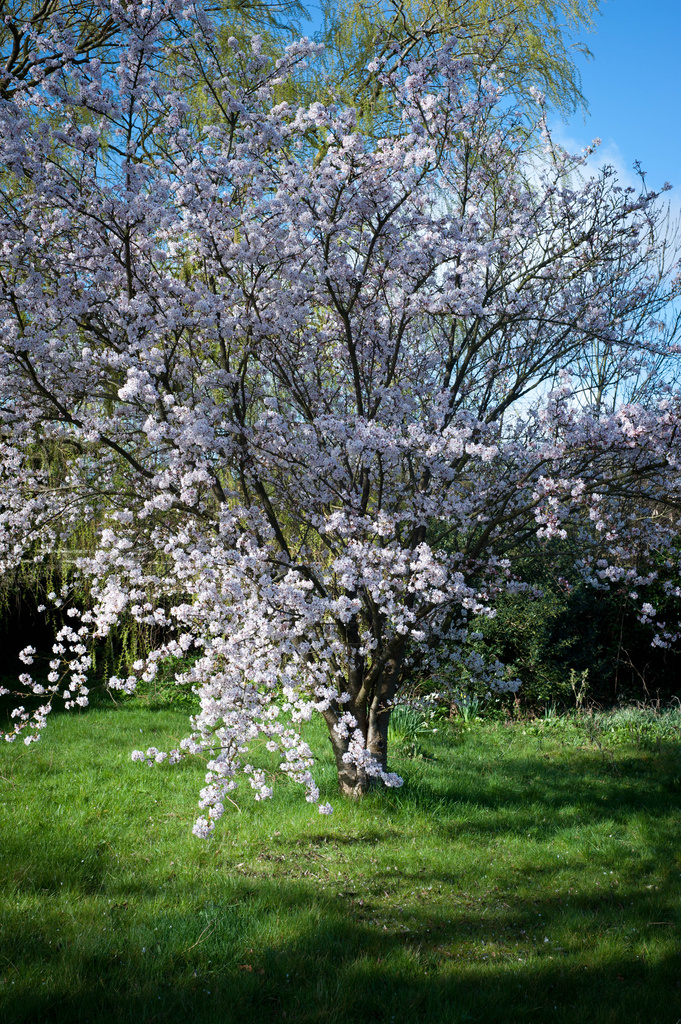 Spring blossom by tracybeautychick