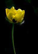 4th May 2014 - Buttercup