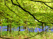 4th May 2014 - Bluebells under the Beech trees.....