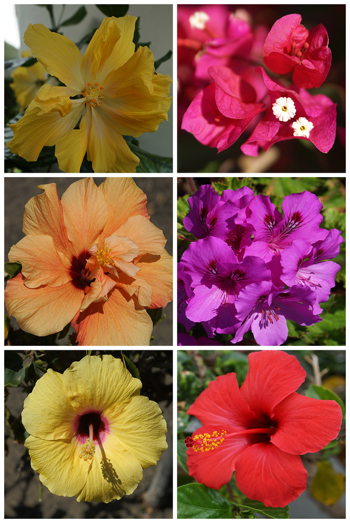 Lanzarote Flowers by pcoulson