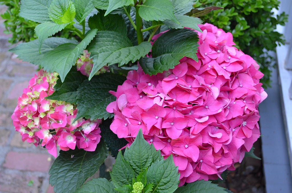 A magnificent hydrangea.   Our blue hydrangea will be blooming soon. by congaree