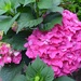A magnificent hydrangea.   Our blue hydrangea will be blooming soon. by congaree