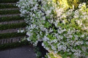 4th May 2014 - Fragrant jasmine is in bloom all over the historic district of Charleston now.
