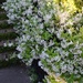 Fragrant jasmine is in bloom all over the historic district of Charleston now. by congaree