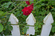 4th May 2014 - Rose and picket fence.