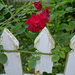 Rose and picket fence. by congaree